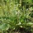 Skin soothing plantain. Although able to withstand poor soil conditions, plantain finds its full expression in good soils. Plantain’s leaves sooth the skin and its seeds aid digestion. SUE MELLO/Boothbay Register