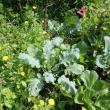 Calendula. The sunny pot marigold is bountiful throughout the growing season and grows well amid the vegetables. Here it offers a bright spot next to broccoli, bok choy and kale. SUE MELLO/Boothbay Register