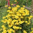 Golden marguerite. Beautiful in its own right, the golden marguerite also attracts beneficial insects that prey on the bad bugs. Let nature help you fight garden pests. SUE MELLO/Boothbay Register