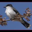Eastern kingbird. Courtesy of Kirk Rogers