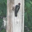 Hairy woodpecker. Dad on right, fledgling on left. Courtesy of Jeff Wells