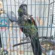 Clover is a black-capped or rock conure. She is one half of a bonded pair with Gala, a yellow collared Macaw. They must be adopted together. Courtesy of LCAS