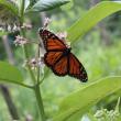 Love monarchs? Then find a place for milkweed. Milkweed provides the sole food of monarch butterfly caterpillars and is essential to them. SUE MELLO/Boothbay Register