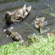 Roads End ducks. Courtesy of Michael Tomko