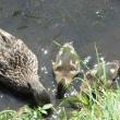 Something smells interesting on the bank here. Courtesy of Michael Tomko