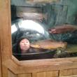 A visit to the famous salmon tank in L.L.Bean in Freeport. Courtesy of Greg Singer