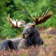 A male moose takes a rest in a field during a light rain shower. Courtesy of U.S. Fish and Wildlife Service