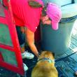 Debbie Gagnon has a soft spot for dogs. Here she provides water with ice to a dog on a hot day. SUZI THAYER/Wiscasset Newspaper