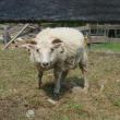Icelandic sheep Goliath is one of fiber artist Susie Stephenson's 36 fiber-growing animals at home on Edgecomb's River Road. SUSAN JOHNS/Wiscasset Newspaper