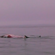 Clip from Ryan Casey's video of a great white shark feeding on a whale carcass near Damariscove Island on July 30. 