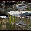 A breeding plumaged spotted sandpiper. Courtesy of Kirk Rogers