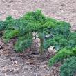 Kale in the school garden. Students harvested the lower leaves, and the school "cook" made kale chips for students to try at lunch last week. GARY DOW/Boothbay Register 