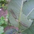 Monarch butterfly caterpillars feed on the underside of a common milkweed plant. Monarchs are dependent upon milkweed for their reproduction. SUE MELLO/Boothbay Register