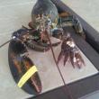 Maine State Aquarium Manager Aimee Hayden-Roderiques reported Tuesday that this lobster, with its “five-claw” crusher claw, is on its way to the Aquarium. She said it is being shipped to West Boothbay Harbor from Hyannis, Mass. this week, courtesy of Richard Figueiredo and Captain Peter Brown of the F/V Rachel Leah, one of TV’s “Lobster Wars” vessels. The lobster is due to arrive on Thursday and after a few days in a holding tank, it will be put on display in the Aquarium. Courtesy of Aimee Hayden-Roderique