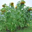 Even the sunflowers at Morris Farm in Wiscasset look a little down after a Thursday afternoon thunderstorm. But, fall will soon replace the September lightning storms. BEN BULKELEY/Boothbay Register