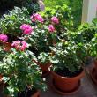 Geraniums (Pelargonium) are but one of many lovely garden flowers that thrive indoors after the growing season. The October 11 workshop at CMBG is a chance to learn how to bring the outdoors inside for winter. Courtesy of Barbara Freeman 