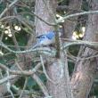 Blue jay. Courtesy of Jeff Wells