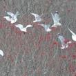 gulls ash berries