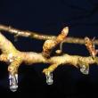 icing on apple tree branch Alna