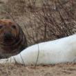 seal pup maine