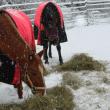 horses Alna