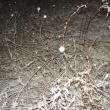 snow Alna