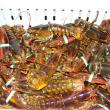 lobsters