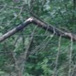 snapped tree, Route 218, Alna