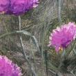 Chives, a study by Brad Betts