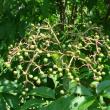 elderberries