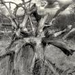 Burnt Tree, David Wolk photo