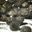 "Sea Urchins," R. Keith Rendall