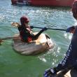 pumpkin regatta