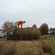 Patrick Johnson, zombie run, Pumpkinfest
