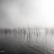 (Untitled) Reeds, Amy Durocher