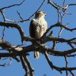 Photo of hawk