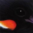 Paul Plante’s“Red Winged Blackbird”