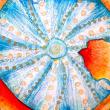 Summer Chamberlin’s Sea Urchin