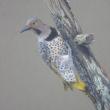 Julie Babb, Yellow shafted flicker