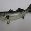 Photo of Striped Bass