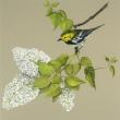 “Black Throated Green Warbler,” Julie Babb