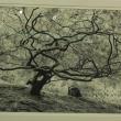 “Japanese Maple,” Jennifer Litchfield