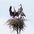“Regal Family,” by Jeanne Coleman