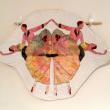 NY artist Merrie Handfinger