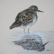 Julie Babb “Least Sandpiper”