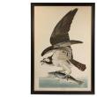J,J. Audobon’s Fish Hawk, Male, Falco Hallaetus