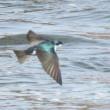tree swallows, birds, birders, Maine, Boothbay Regiser