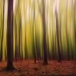 Eva McDermott, “Spirits of the Forest” 