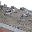 rock pigeon, Jeff Wells