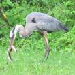 great blue heron, eel, jeff wells, maine